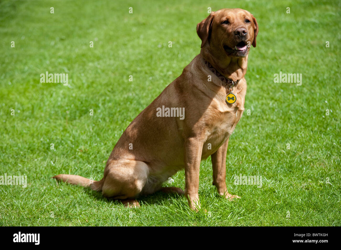 Labrador Retriever Dog sitting in garden UK Stock Photo