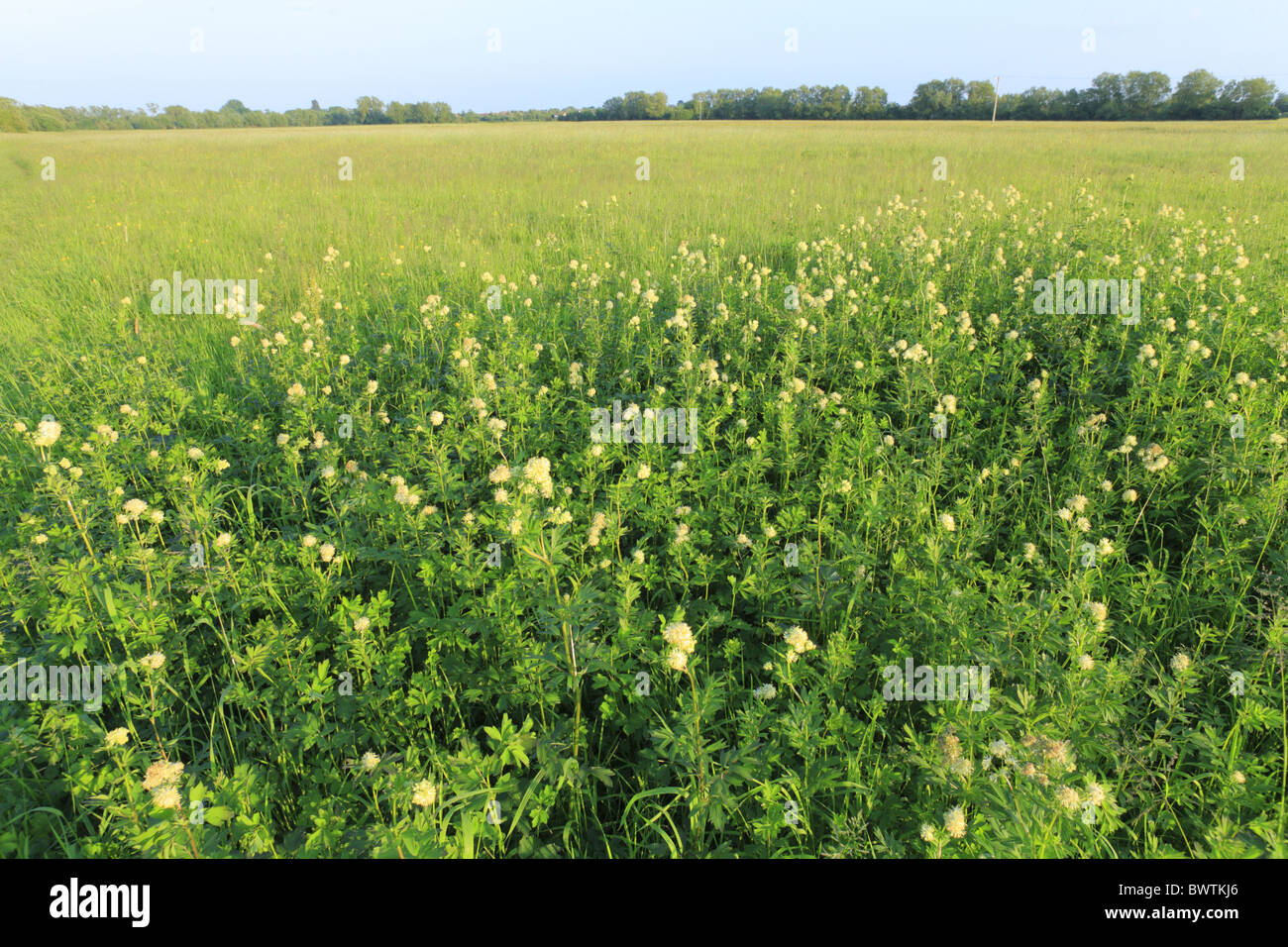 Common Meadow-rue (Thalictrum flavum) mass flowering, in habitat, North Meadow National Nature Reserve, Cricklade, Wiltshire, Stock Photo