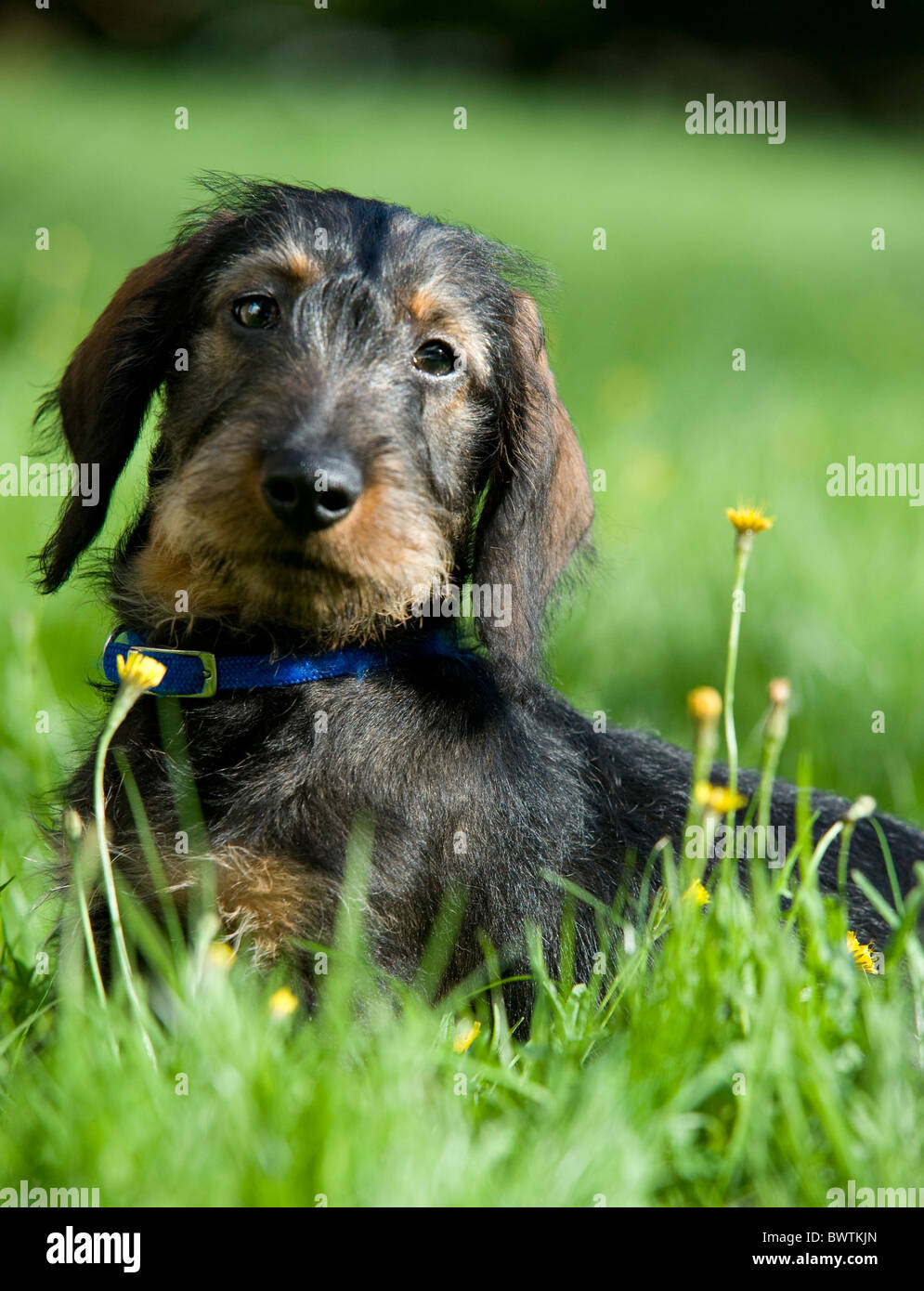 Dachshund Dog Puppy sitting in garden UK Stock Photo