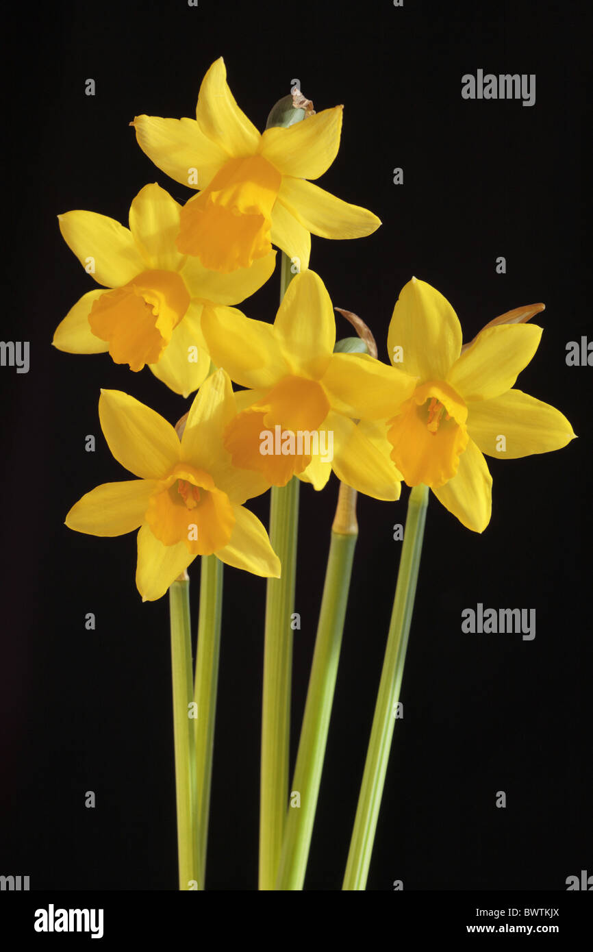 Narcissus daffodil cultivated cultivar variety yellow bloom blooming nature natural flower flowering plant petal Tête flower Stock Photo