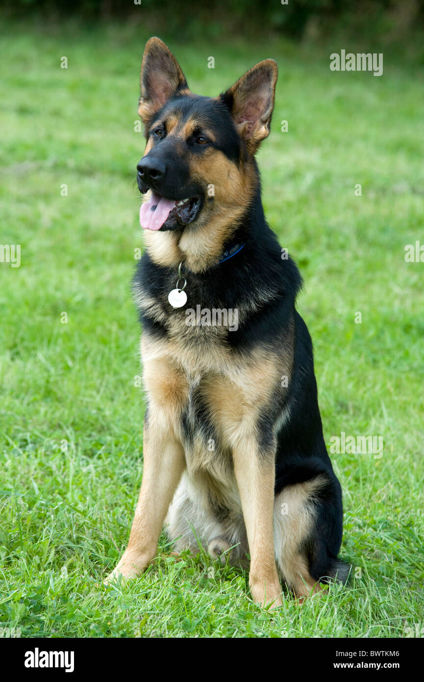 German Shepherd Dog Alsatian Sitting in park UK Stock Photo