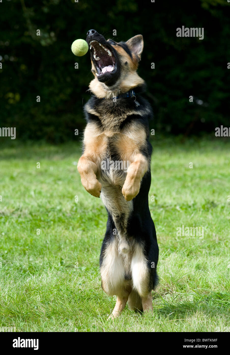 German Shepherd Dog Alsatian in park UK Stock Photo