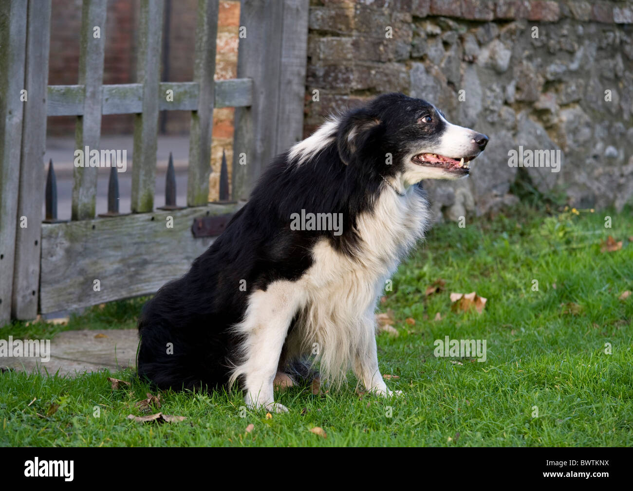 Border Collie Dog UK Stock Photo