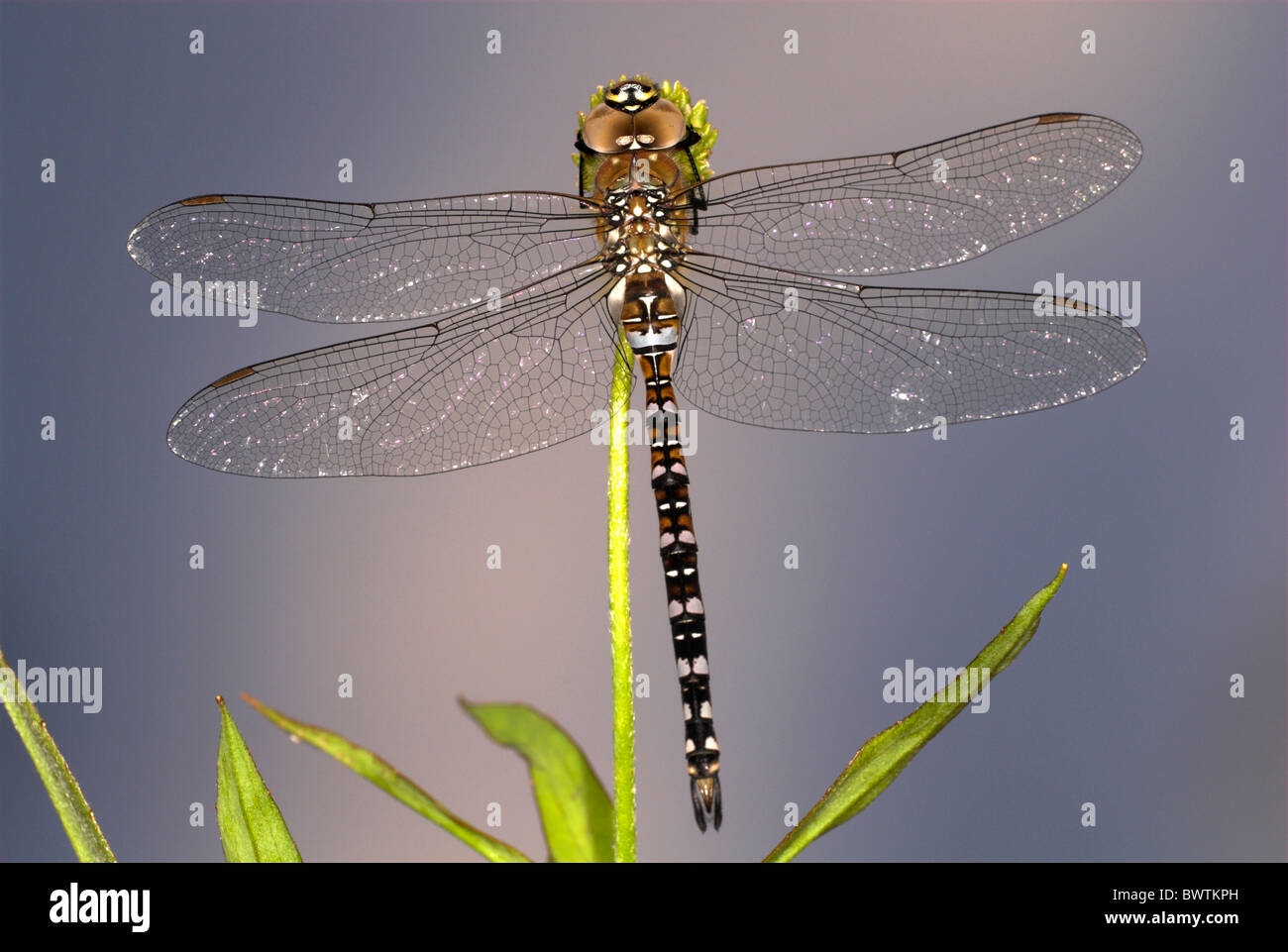 Dragonfly Common aeshna Aeshna juncea male UK Stock Photo