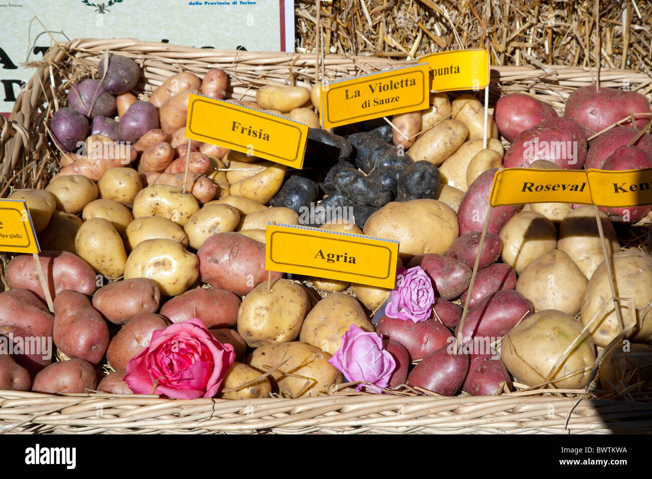 Varieties of potato in a basket, Piemonte, italy Stock Photo