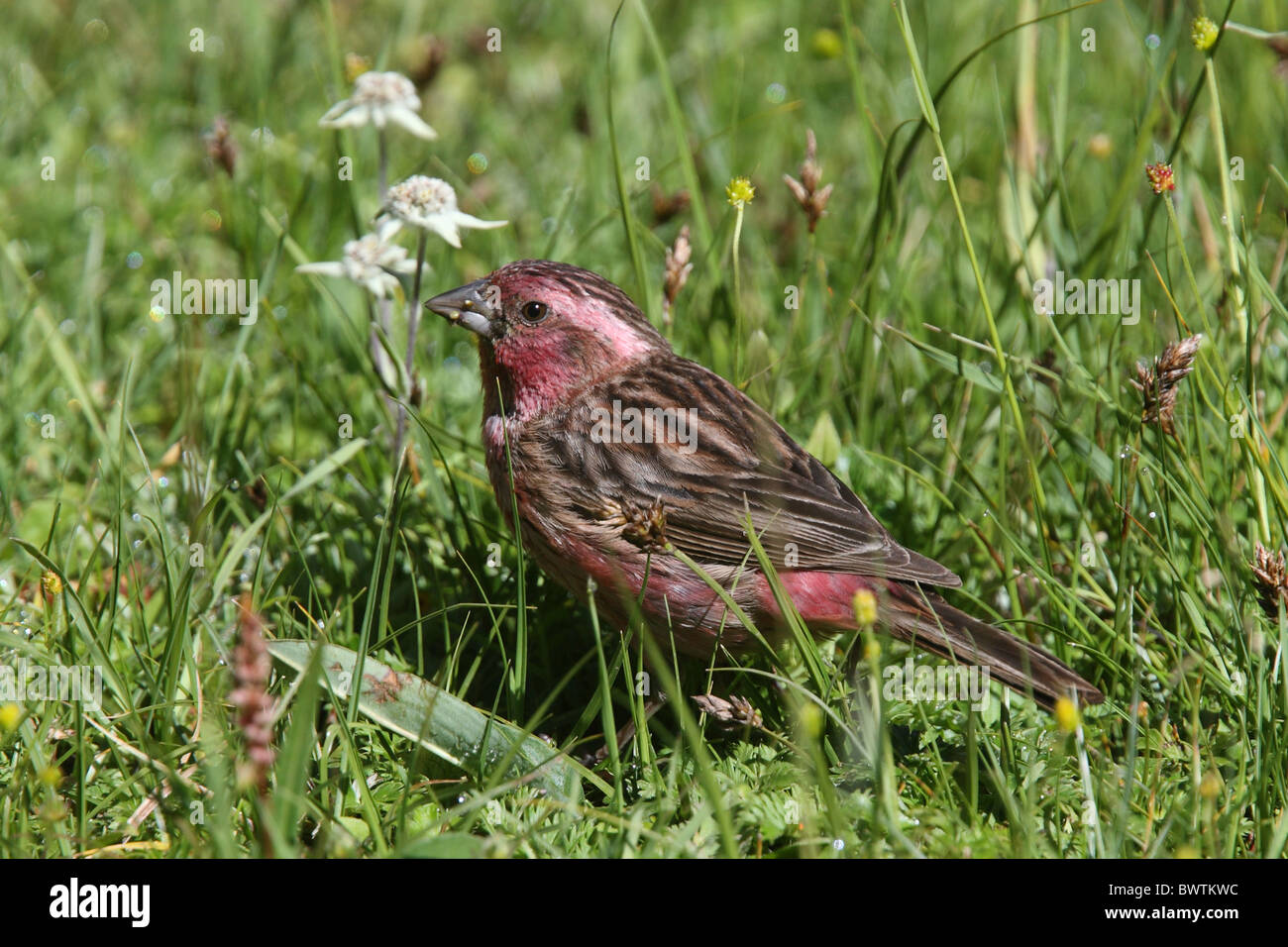Pink rumped rosefinch hires stock photography and images Alamy