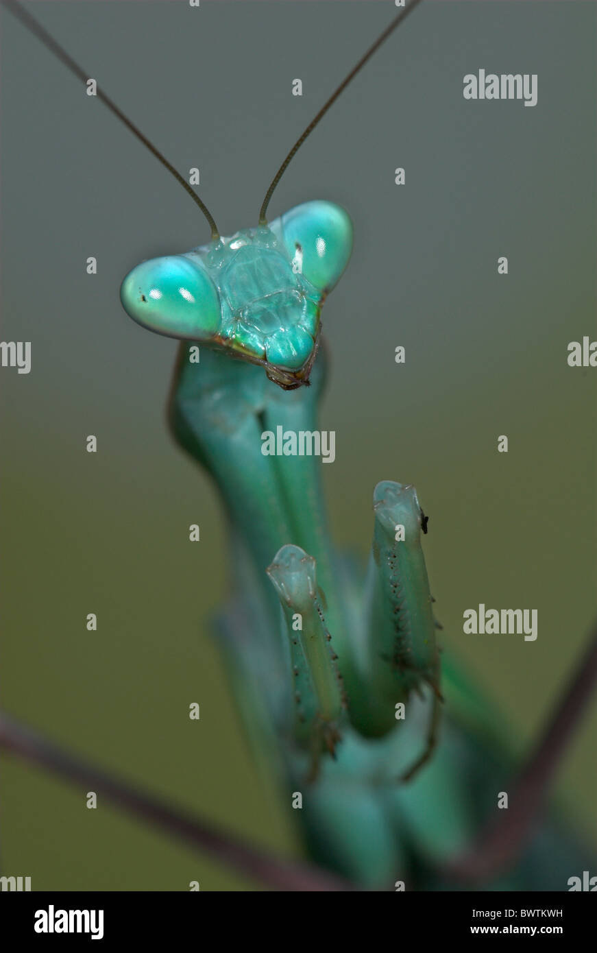 African Mantis Sphodromantis stalli Stock Photo - Alamy