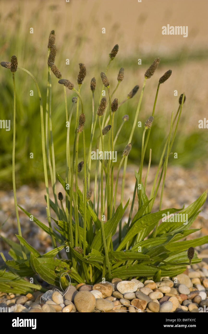 Bloom Blooms Britain British Chesil Beach Close Coast Coastal Dorset