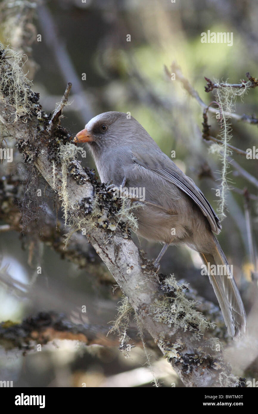 Great Parrotbill (Conostoma oemodium) adult, perched on branch, Wanglang National Nature Reserve, Sichuan, China, november Stock Photo