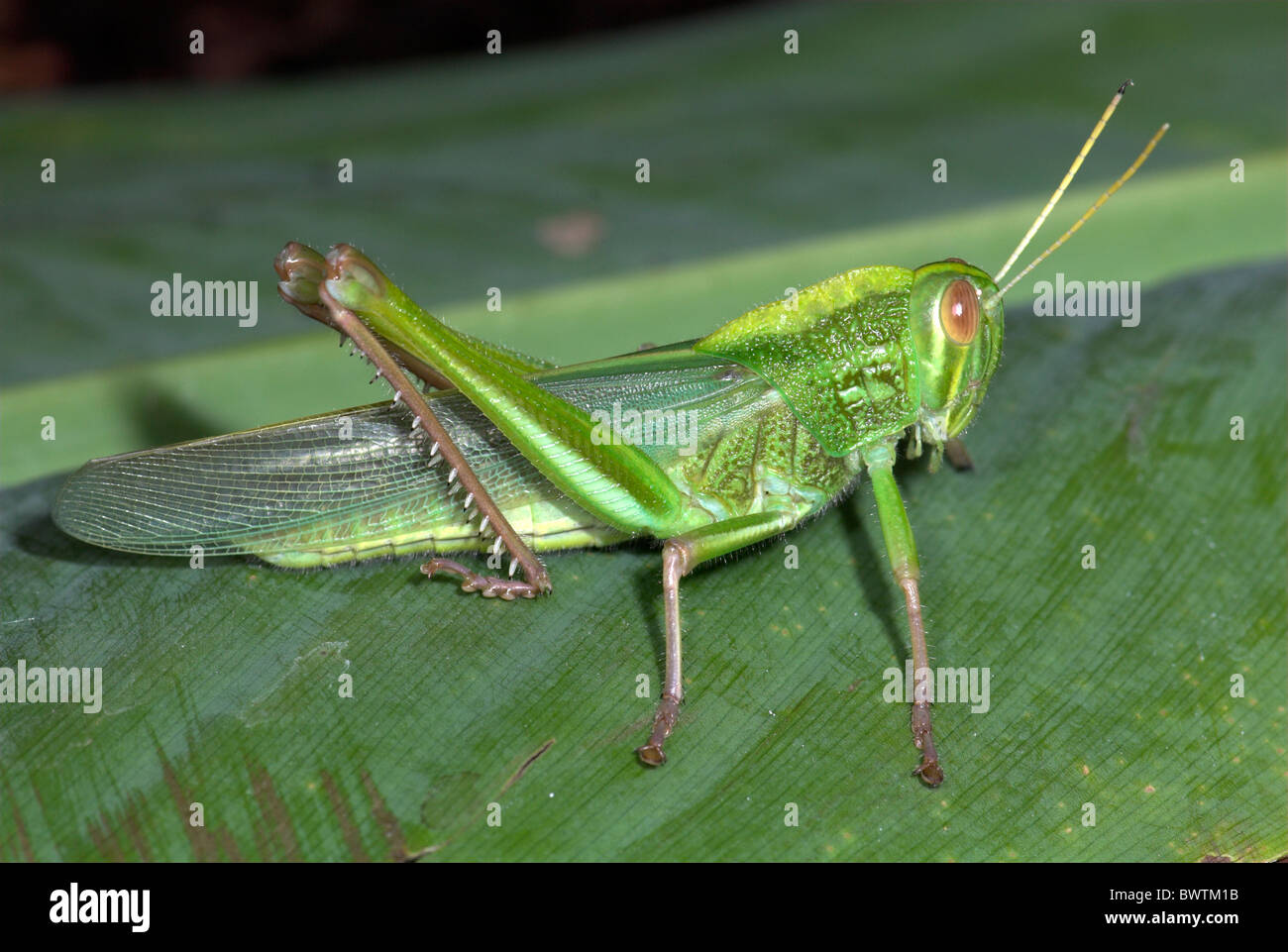 Jungle Grasshopper Orthoptera sp Thailand Stock Photo