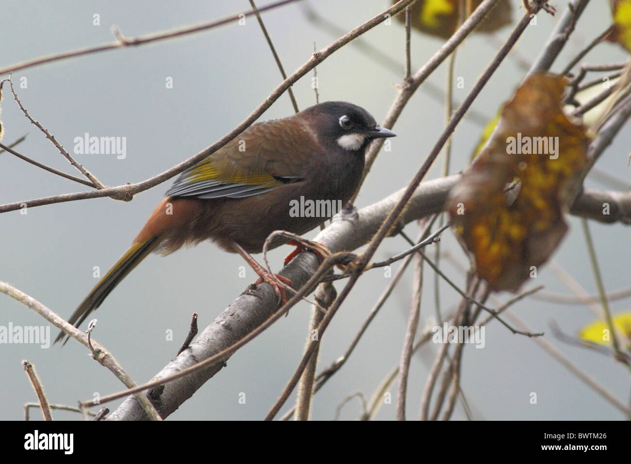 Black-faced Laughingthrush (Garrulax affinis) adult, perched on branch, Tangjiahe, Sichuan, China, november Stock Photo