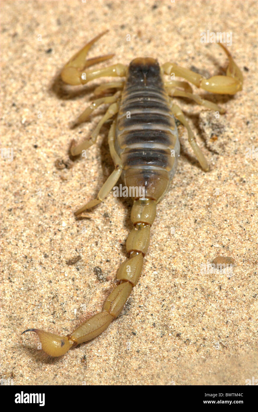 Scorpion Hadrurus arizonensis Arizona USA Stock Photo