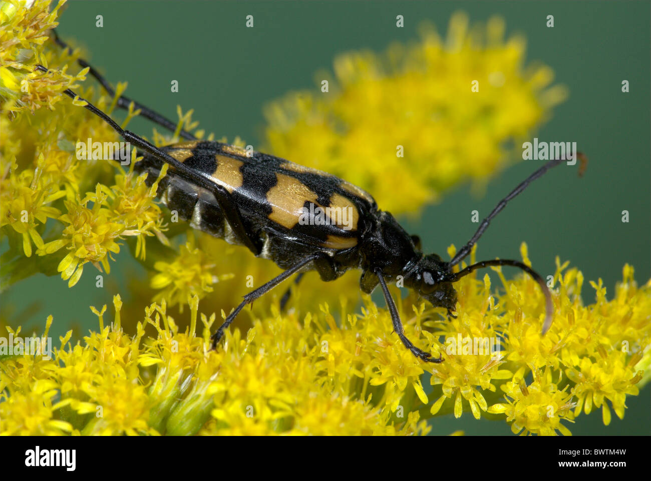 Beetle Strangalia maculata UK Stock Photo