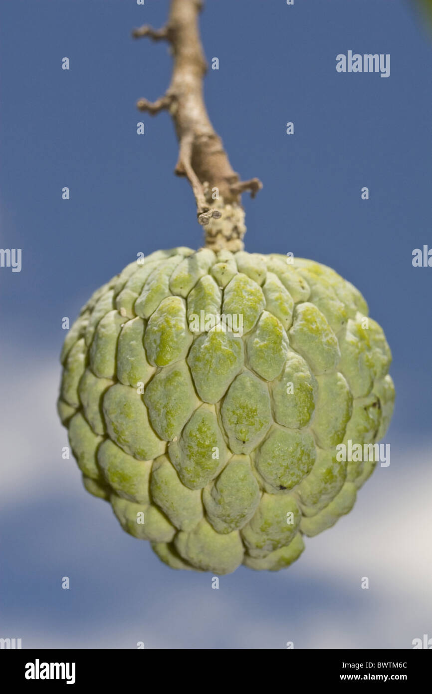 Annonaceae Annona squamosa Custard Apple Custard Apples Edible Food ...