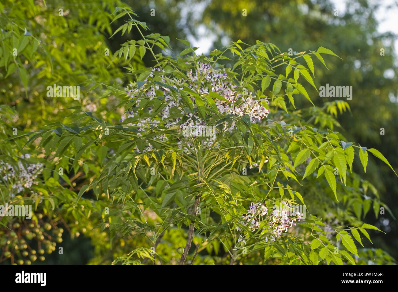 asia asian evergreen evergreens foliage flower flowers flowering leaf leaves medicinal meliaceae neem plant plants tree trees Stock Photo