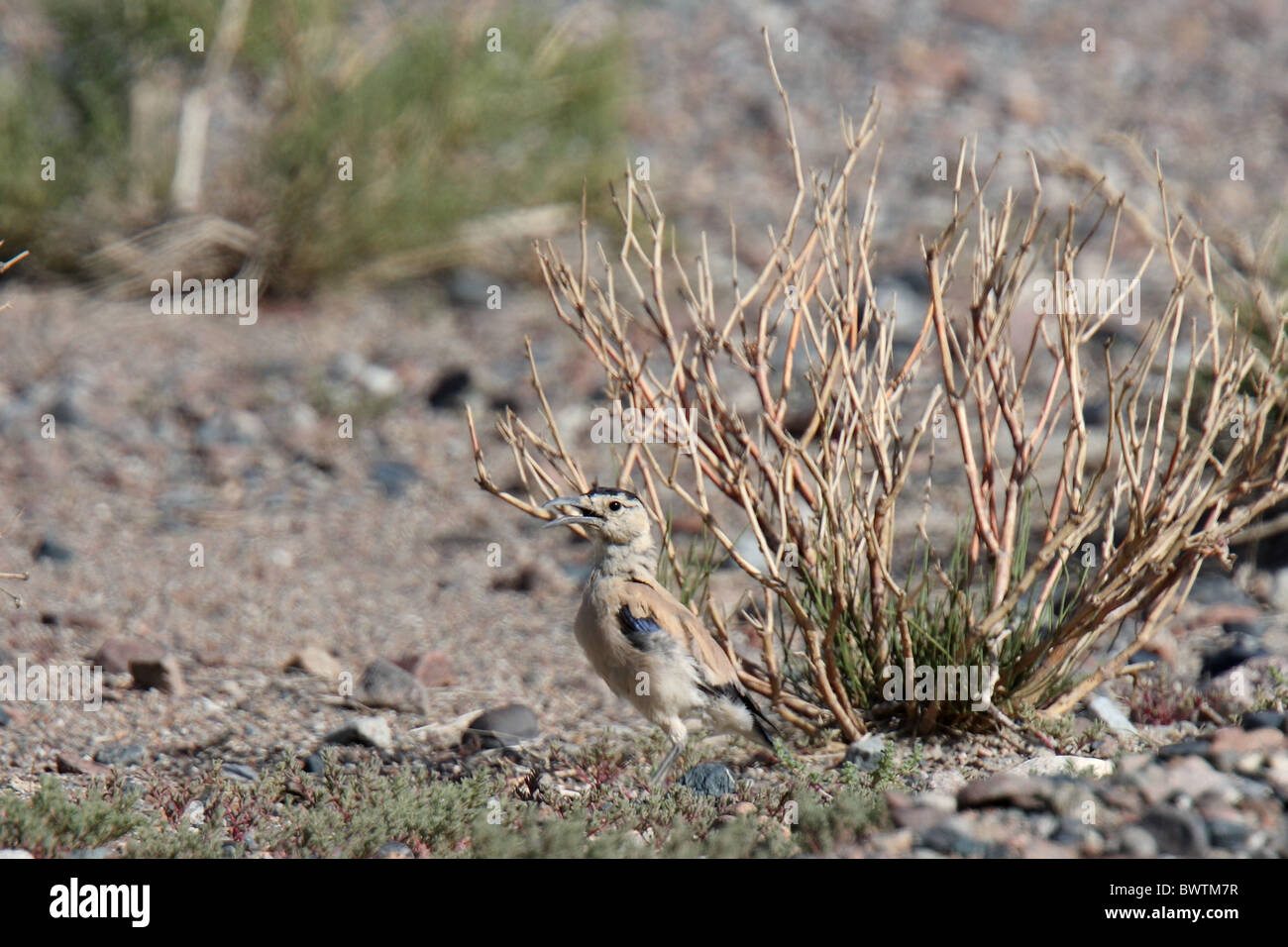 Podoces hendersoni hires stock photography and images Alamy