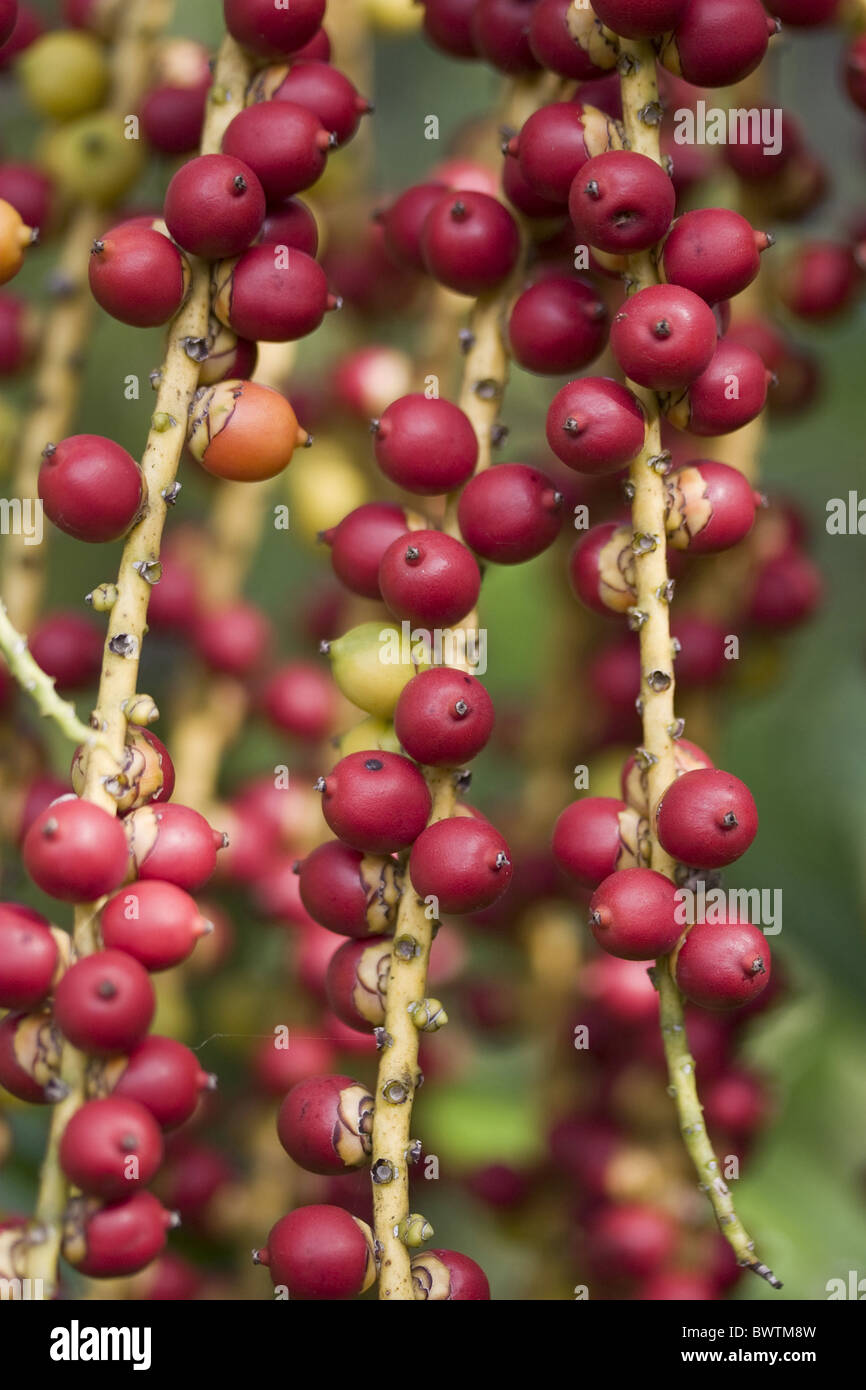 McArthur Palm Actinoploeus Red Berries Berry Close Fruits Fruit