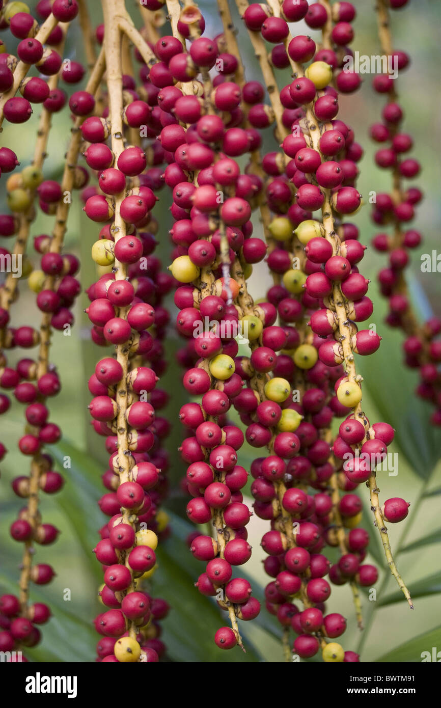 McArthur Palm Actinoploeus Red Berries Berry Close Fruits Fruit