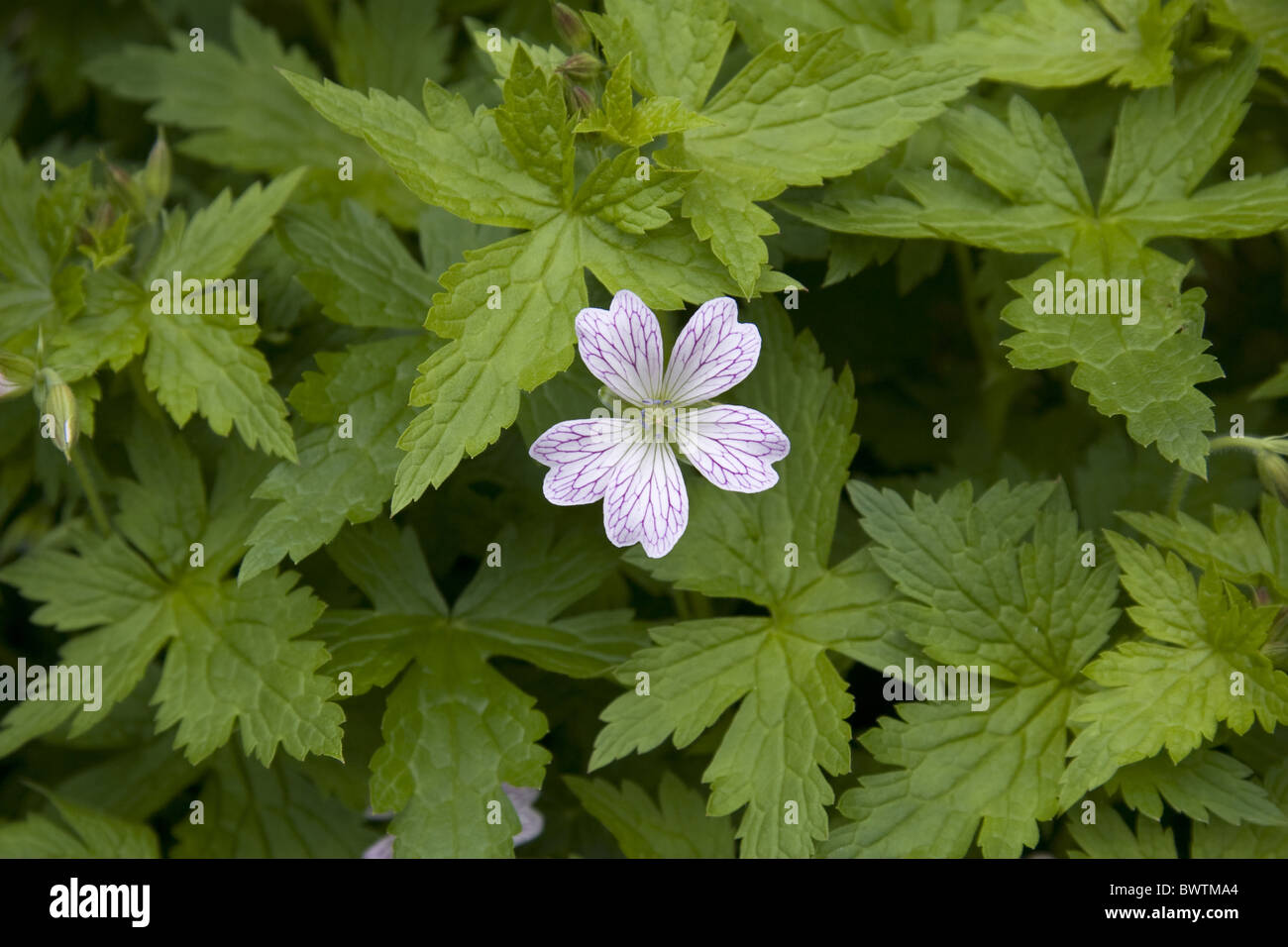 Geranium Geraniums Renardii Geraniaceae Single Bloom Blooms Cranesbill Cranebills Leaf Leaves Flower Flowers Flowering Garden Stock Photo