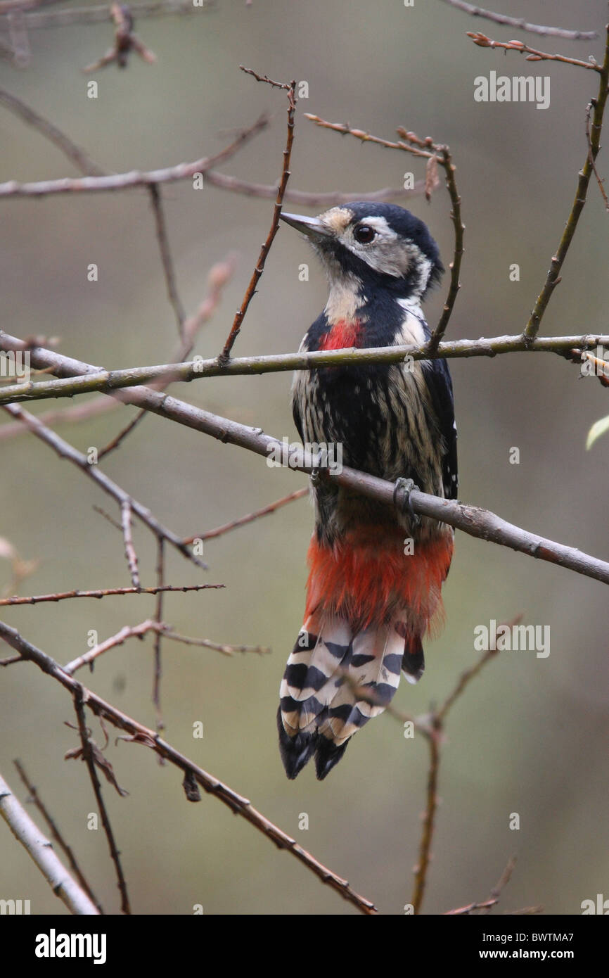 Crimson-breasted Woodpecker (Dendrocopus cathpharius) adult male, foraging, Wanglang National Nature Reserve, Sichuan, China, october Stock Photo