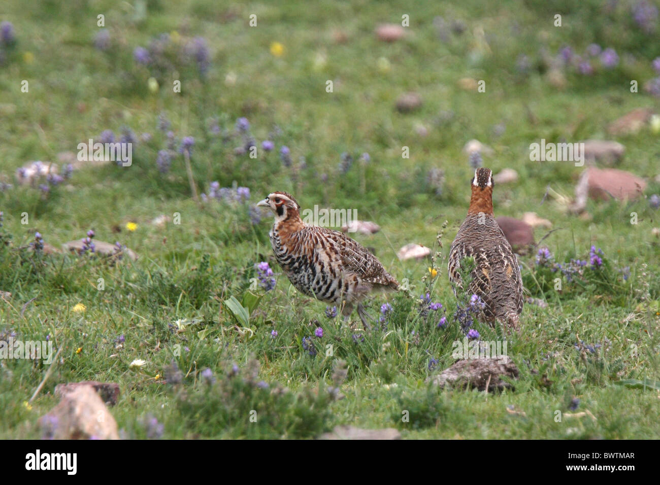 Tibetan partridge perdix hodgsoniae adult hires stock photography and