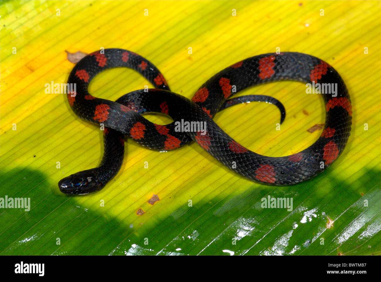 Colombian Earth snake Geophis brachcephalus in rainforest Costa Rica Stock Photo