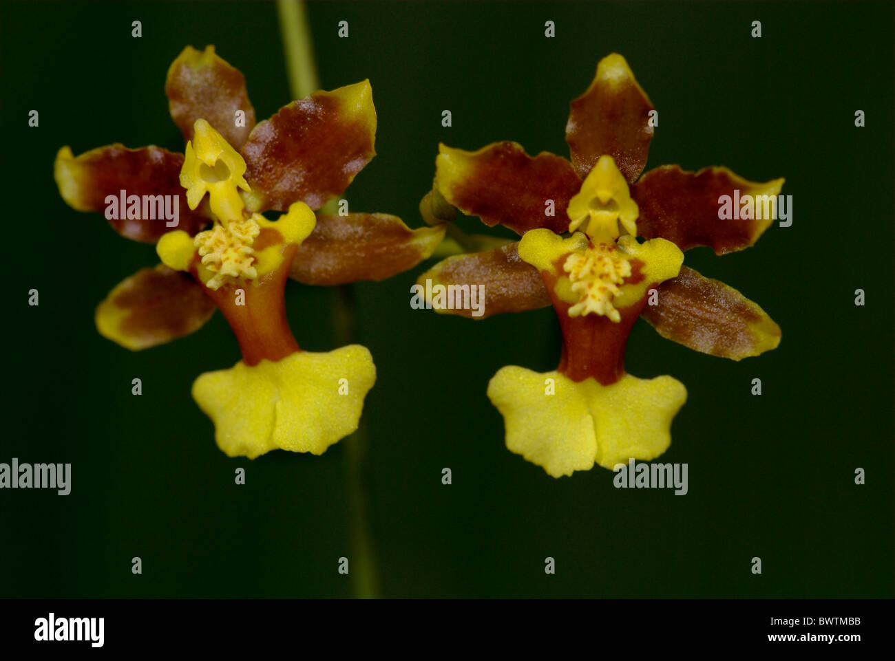 Orchid Oncidium rainforest Costa Rica Stock Photo