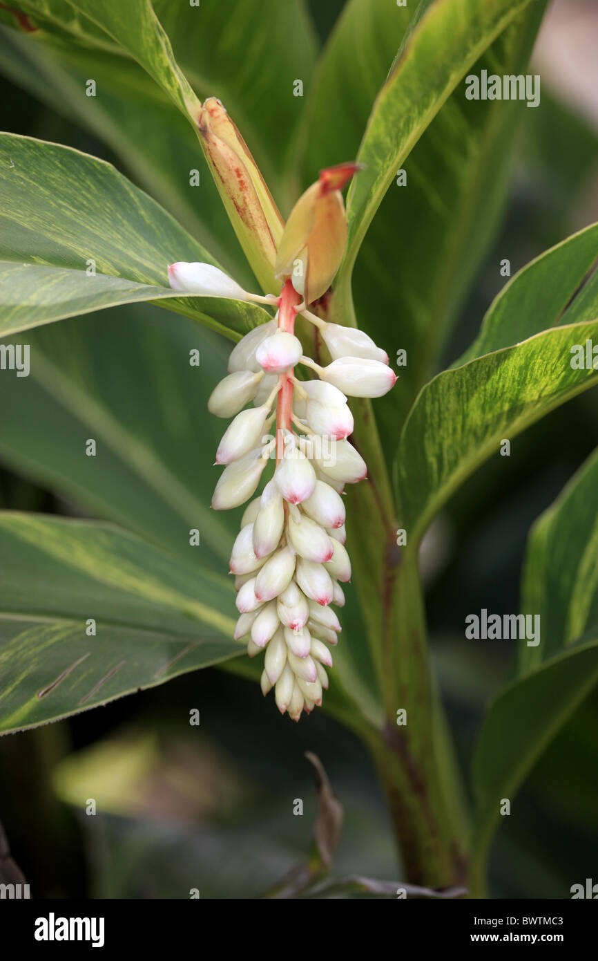 Shell Ginger Alpinia zerumbet flowering Australia Stock Photo Alamy