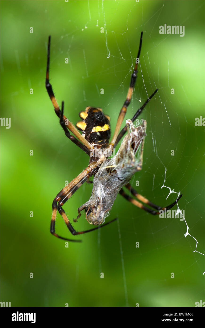 Silver Argiope Spider Argiope argentata Costa Rica Stock Photo