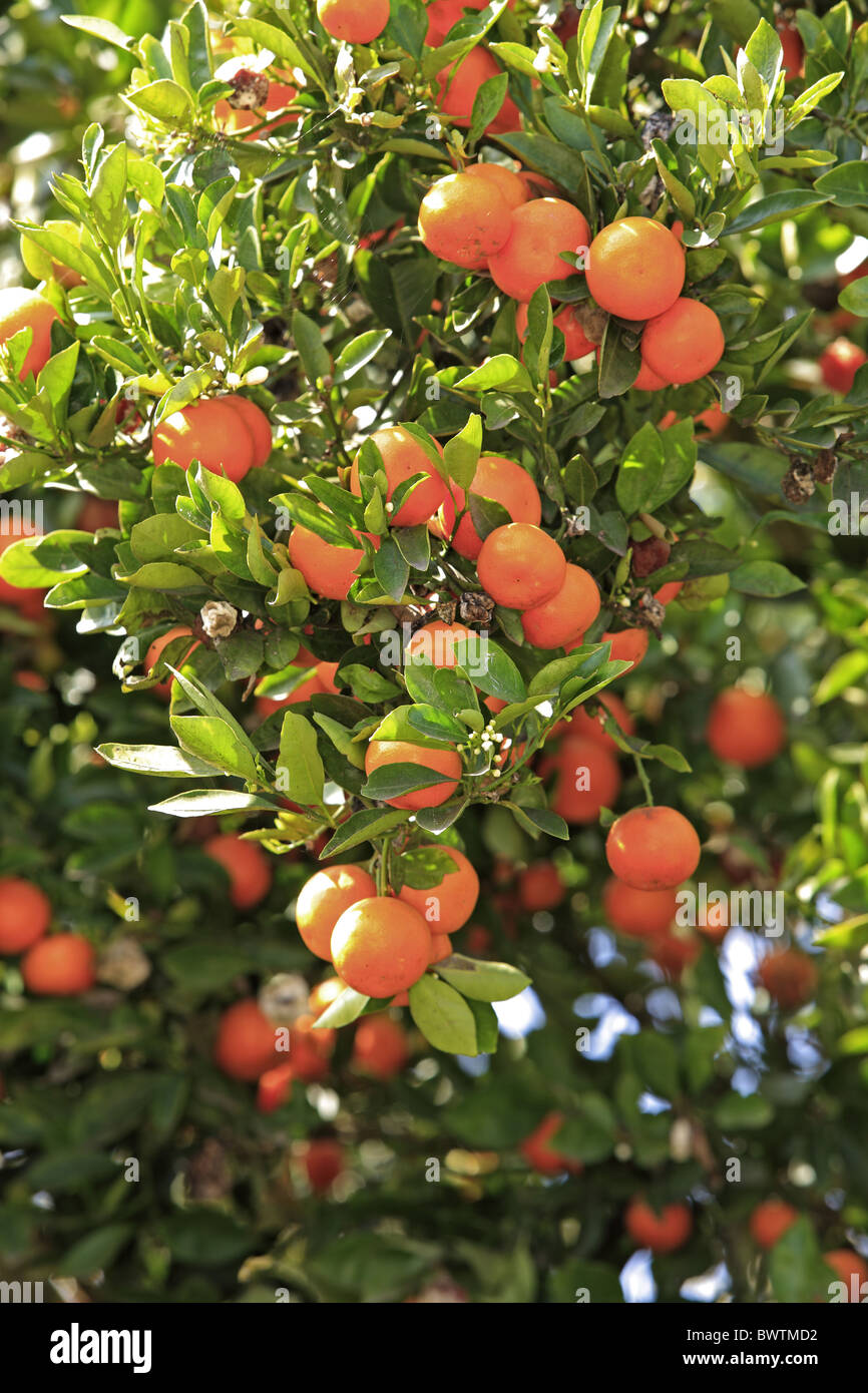 Frucht fruit plant plants tree trees calamondin calamodin "musk lime