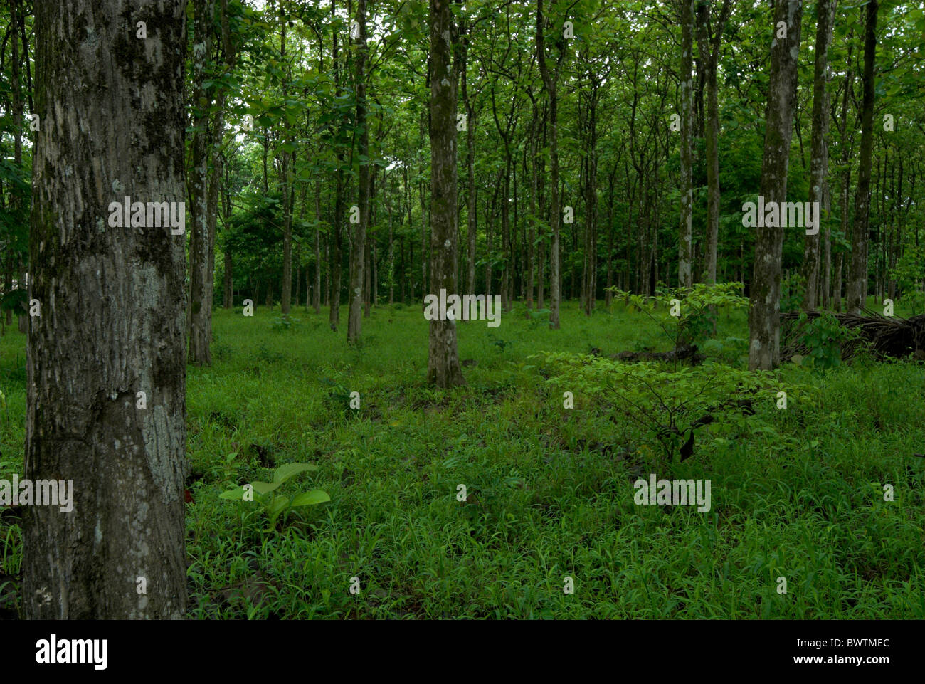 Teak tree plantation hi-res stock photography and images - Alamy