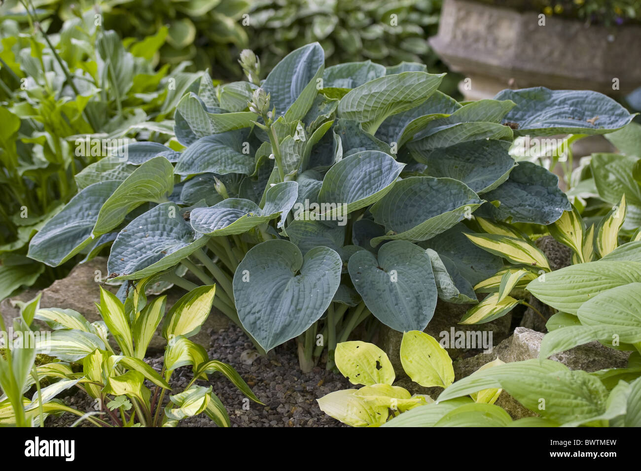 Liliaceae Hosta Sieboldiana Plantain Lilies Plantain Lily Leaf Leaves Close up Habit Foilage