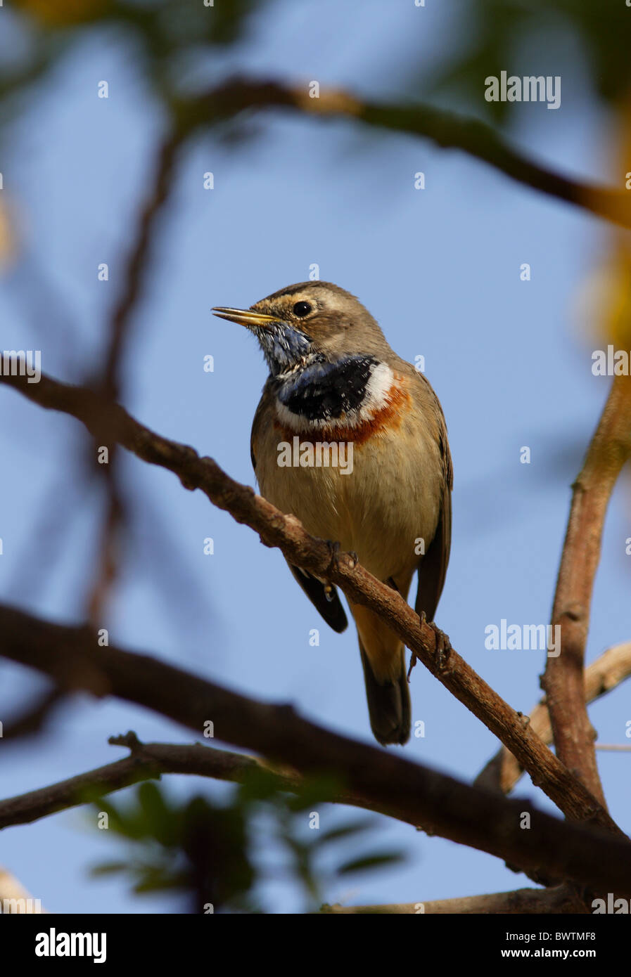 Red spotted Bluethroat Luscinia svecica Stock Photo