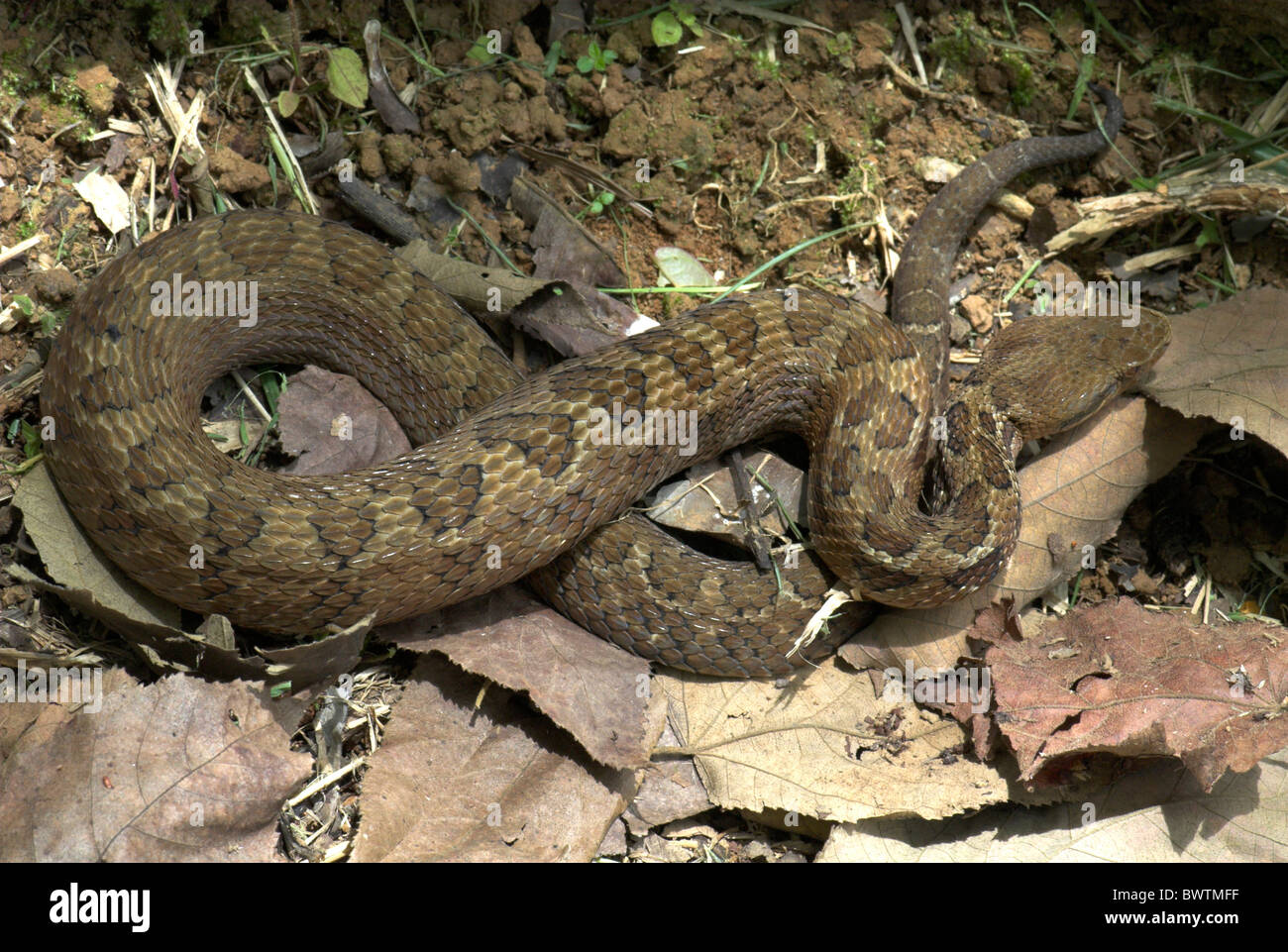 Jumping Pitviper Snake Atropoides nummifer mexicanus Costa Rica Stock