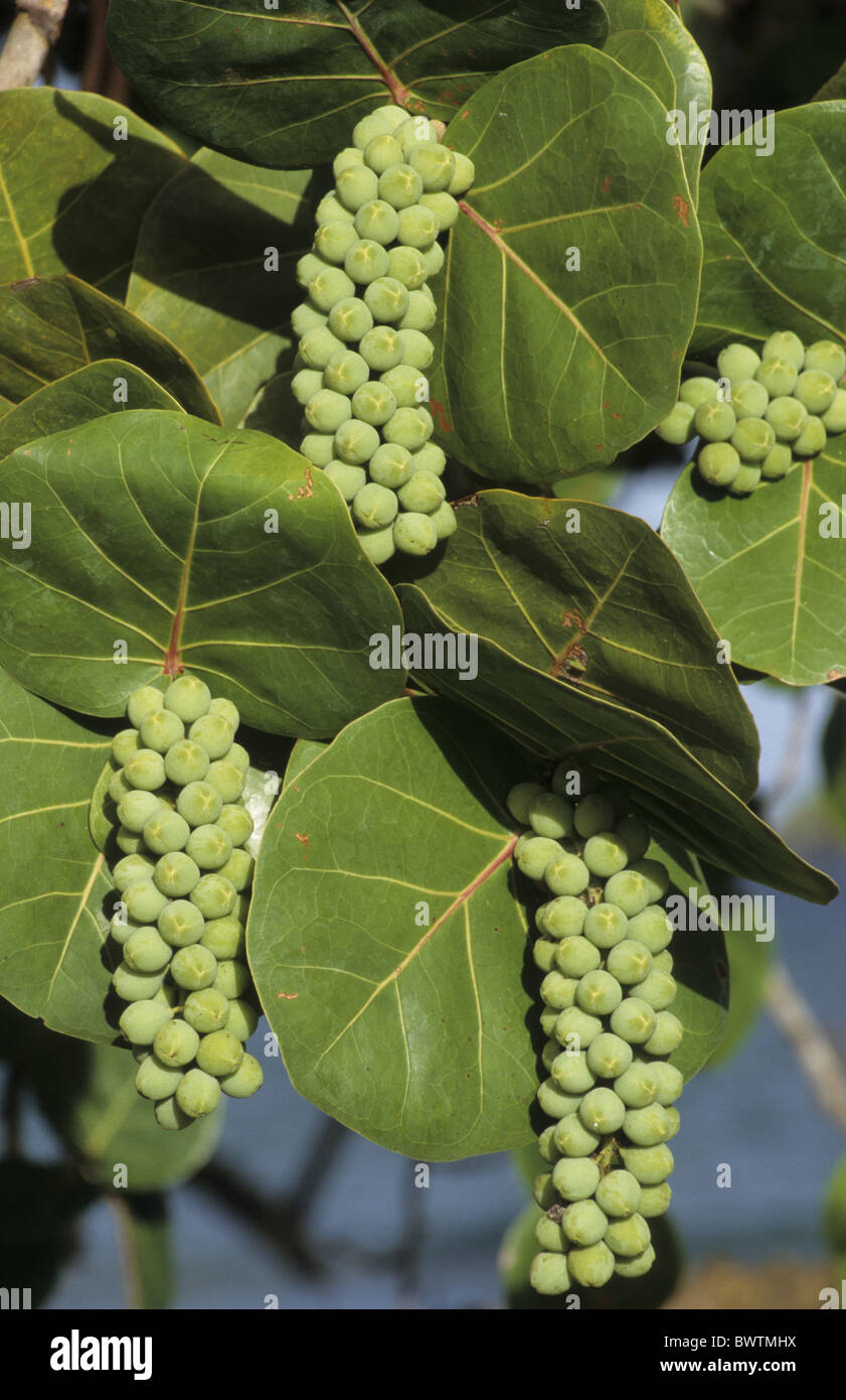 plant plants seagrape seagrapes "sea grape" "sea grapes" shrub shrubs