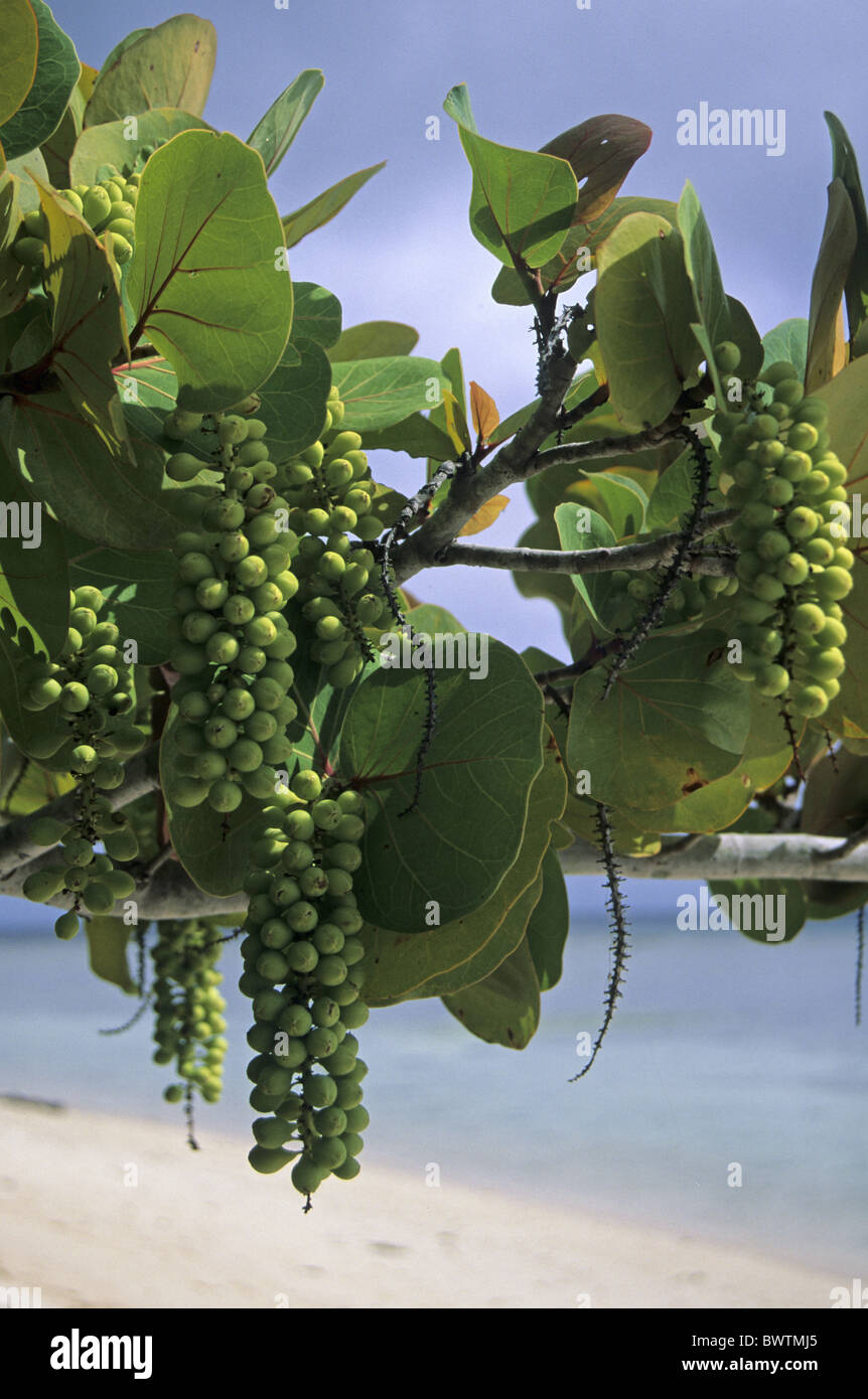 plant plants seagrape seagrapes "sea grape" "sea grapes" shrub shrubs