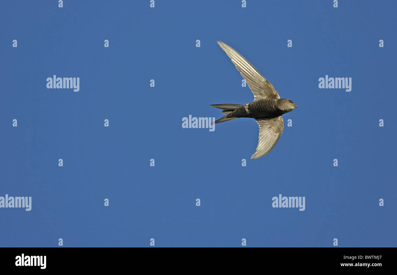 Plain Swift (Apus unicolor) adult, vagrant, in flight, Norfolk, England Stock Photo