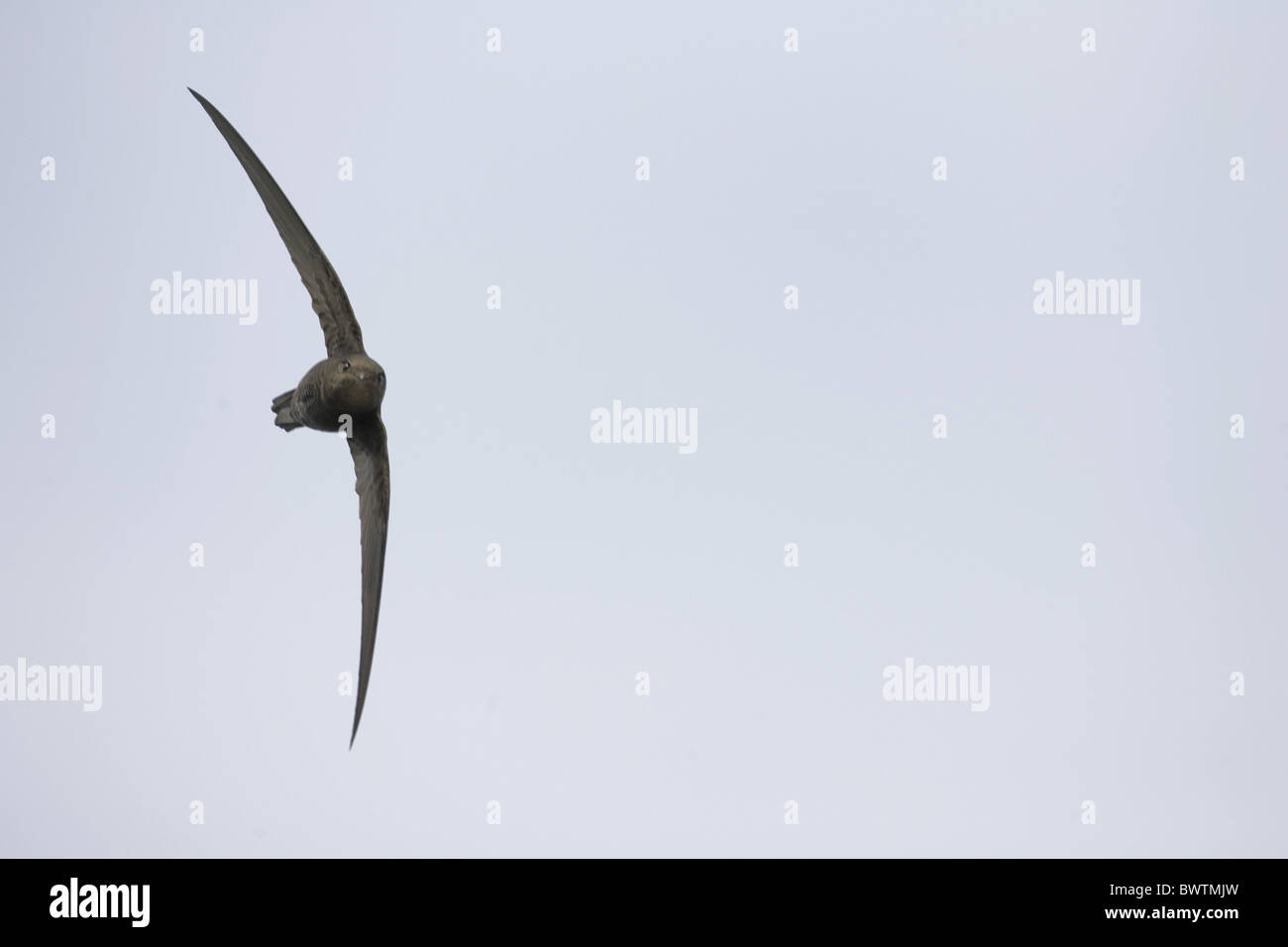 Plain Swift (Apus unicolor) adult, vagrant, in flight, Norfolk, England Stock Photo