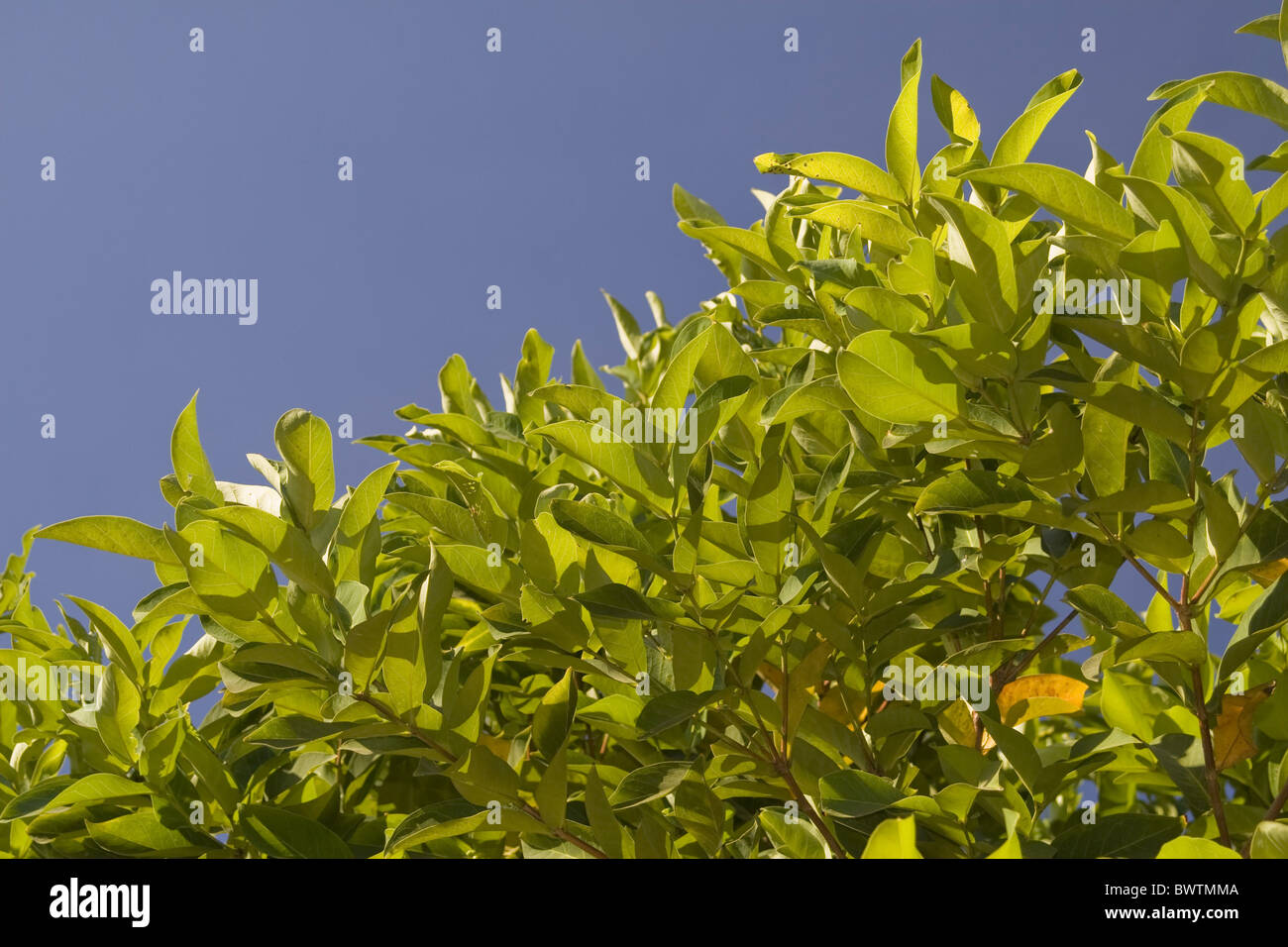 Asia Asian Southeast Asia Syzygium javanicum Miq. Eugenia javanica Lam Tree Trees Crop Crops Cropping Red Leaf Leaves Blue sky Stock Photo