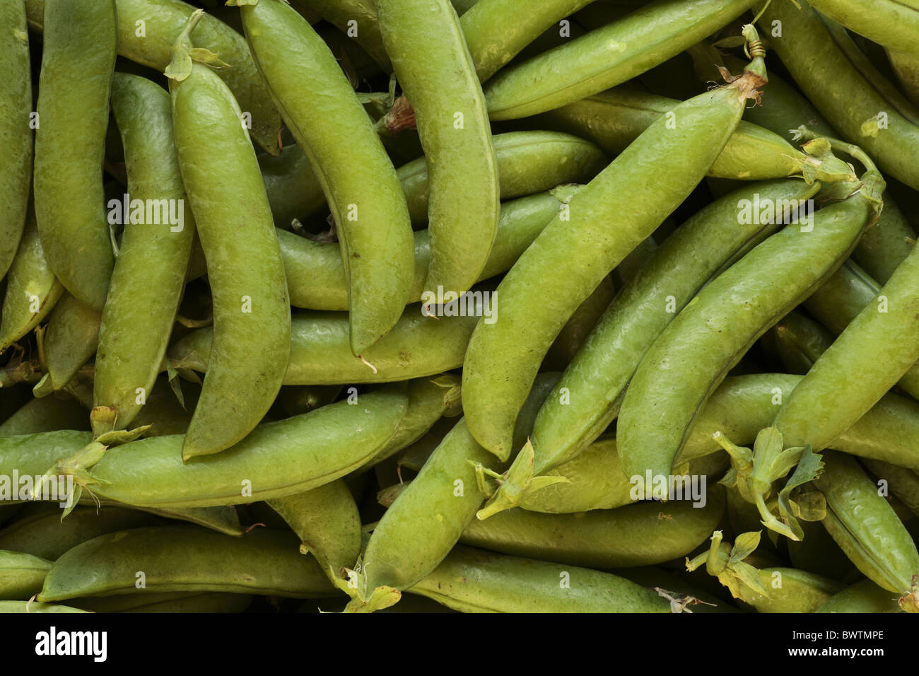 pea pod peapod progress