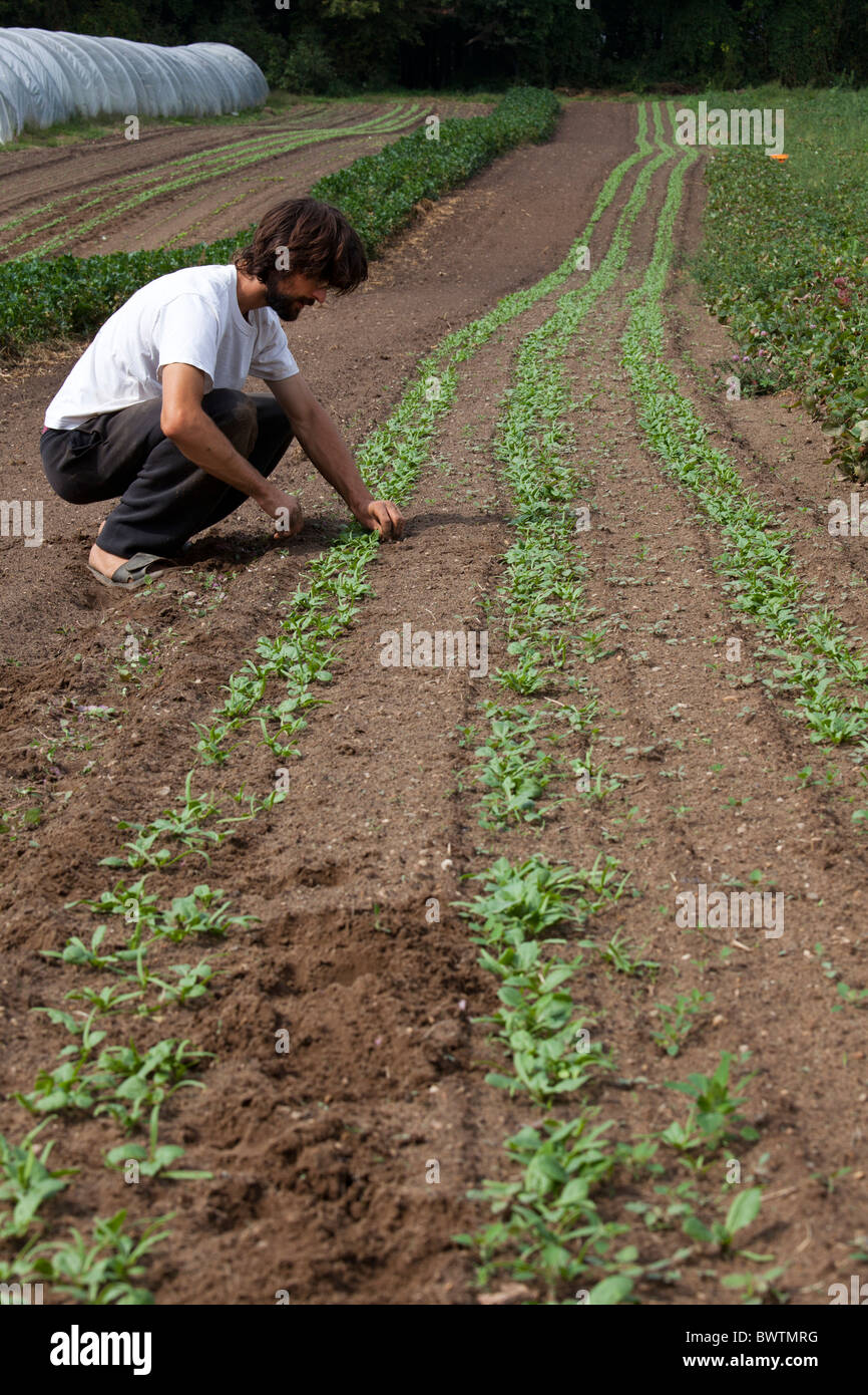 Intern Rows Affected Intern csa weeding rows internship hi-res stock photography and images ...