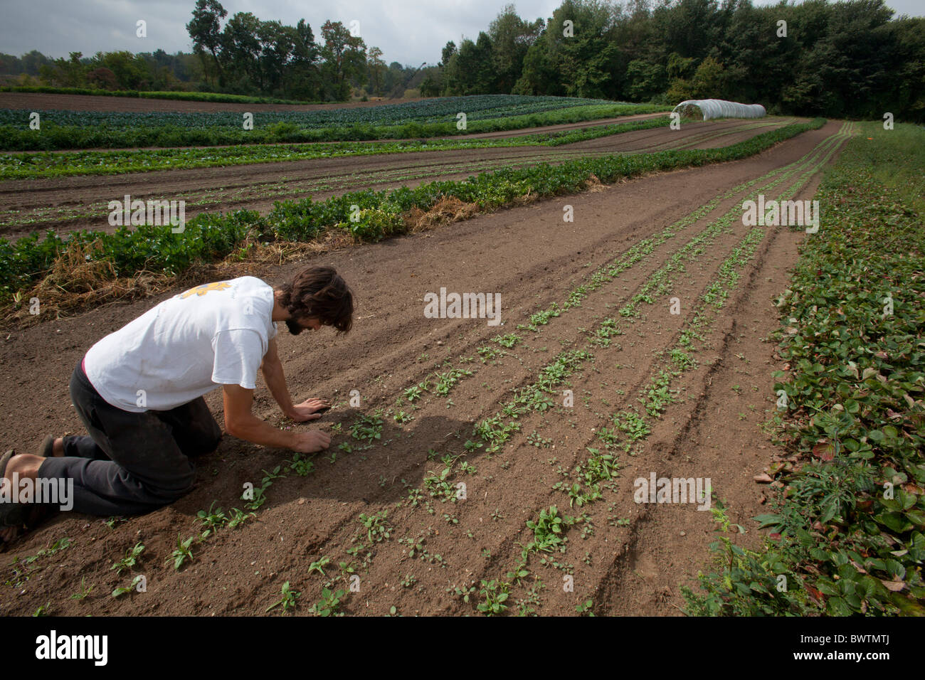 Intern on Organic Farm Stock Photo - Alamy
