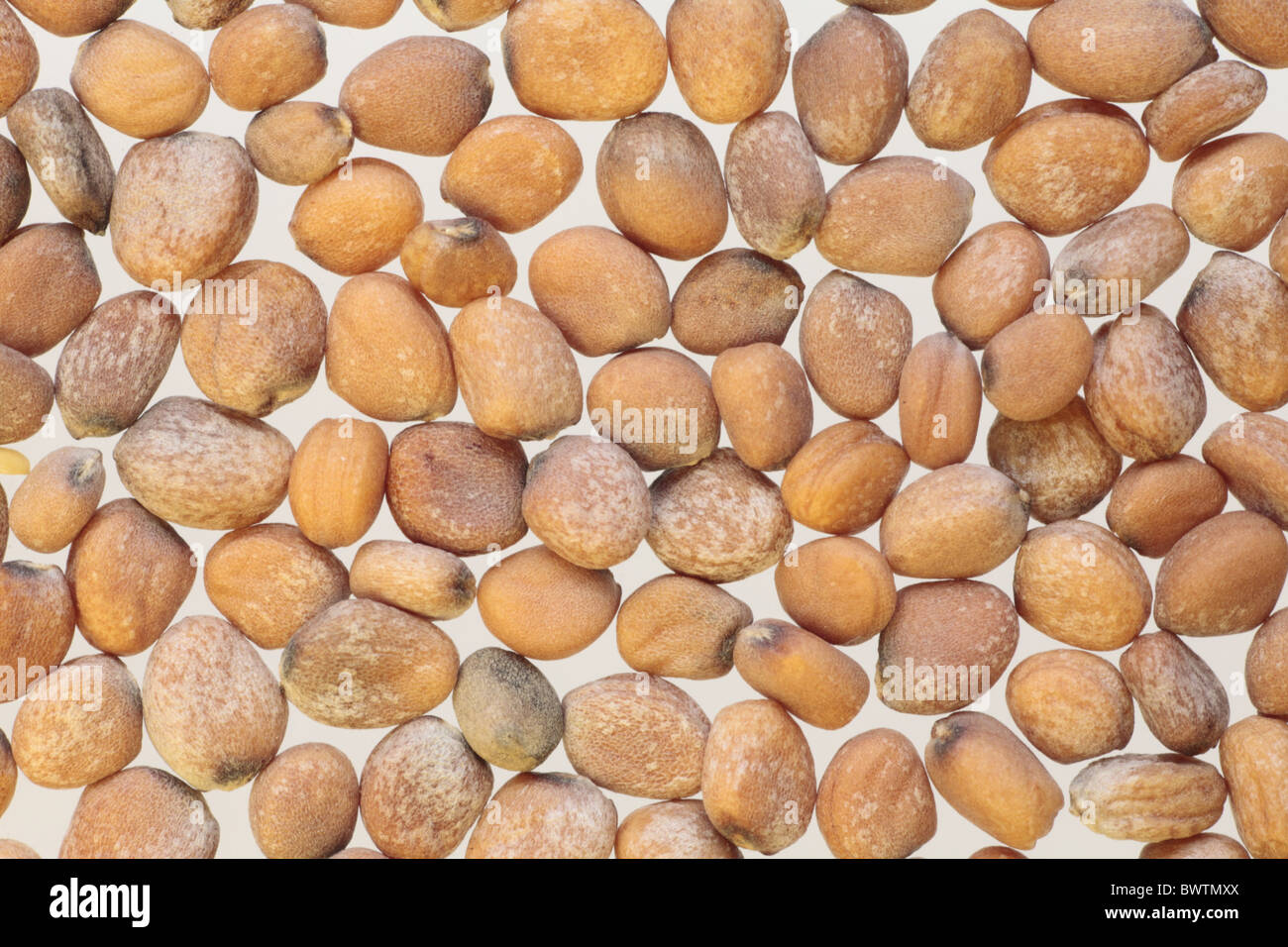 seed crop cropping seeding plant close closeup macro garden gardening