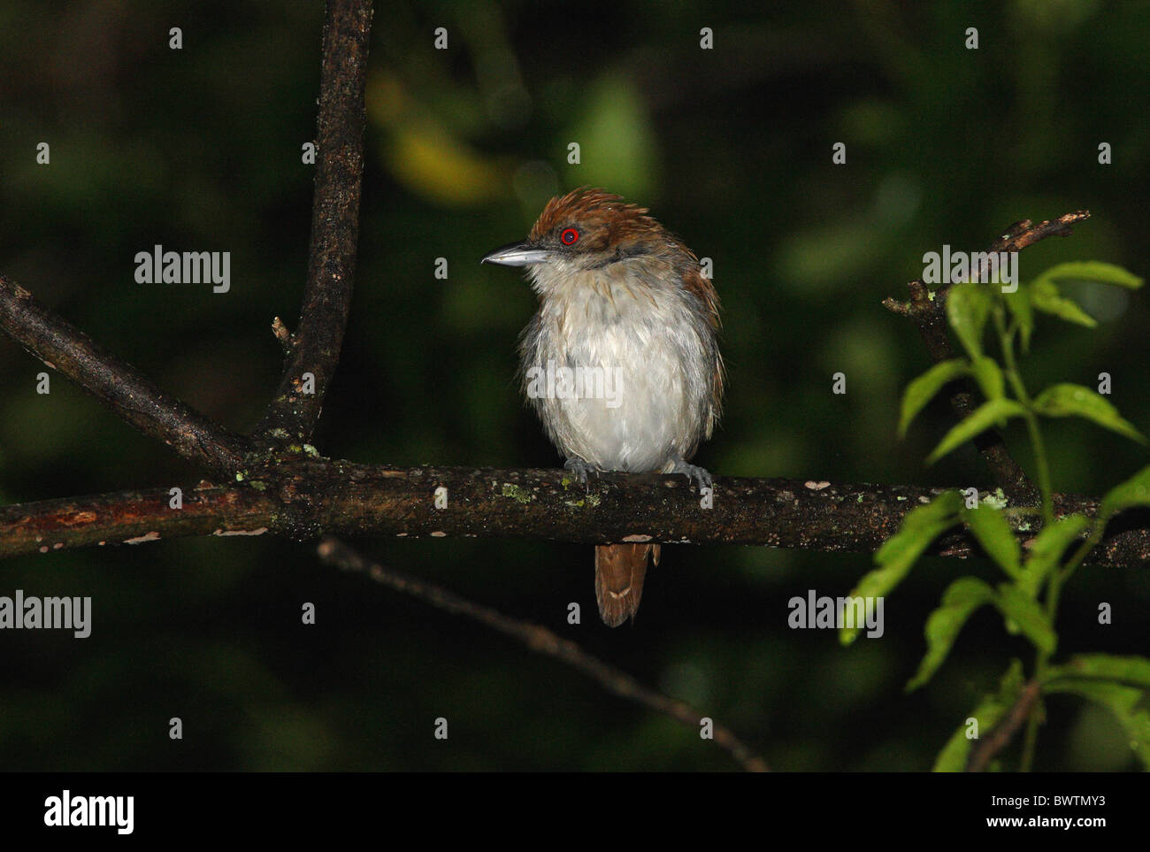 Great Antshrike (Taraba major) adult female, perched on branch, Jujuy, Argentina, january Stock Photo