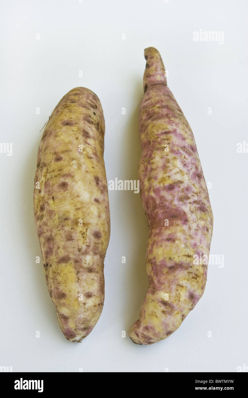 Sweet Potato Sweet Potatoes Convolvulaceae Ipomoea batatas Roots Roots Variety 45 days Vegetable Vegetables Edible Close up Stock Photo