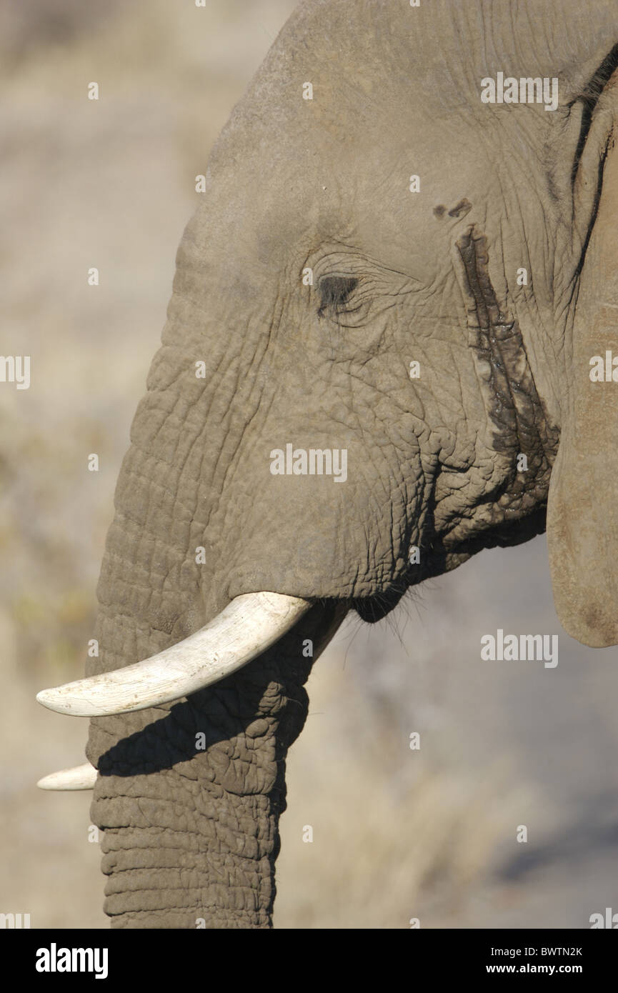 African Elephant (Loxodonta africana) adult, closeup of head, with
