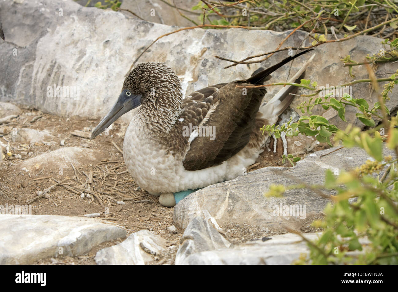 Blue footed booby on eggs hi-res stock photography and images - Alamy