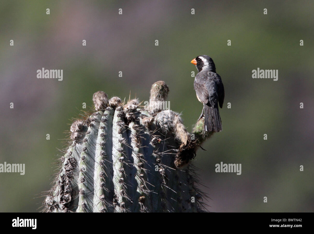 Golden-billed Saltator (Saltator aurantiirostris) adult, perched on cactus, Salta, Argentina, january Stock Photo