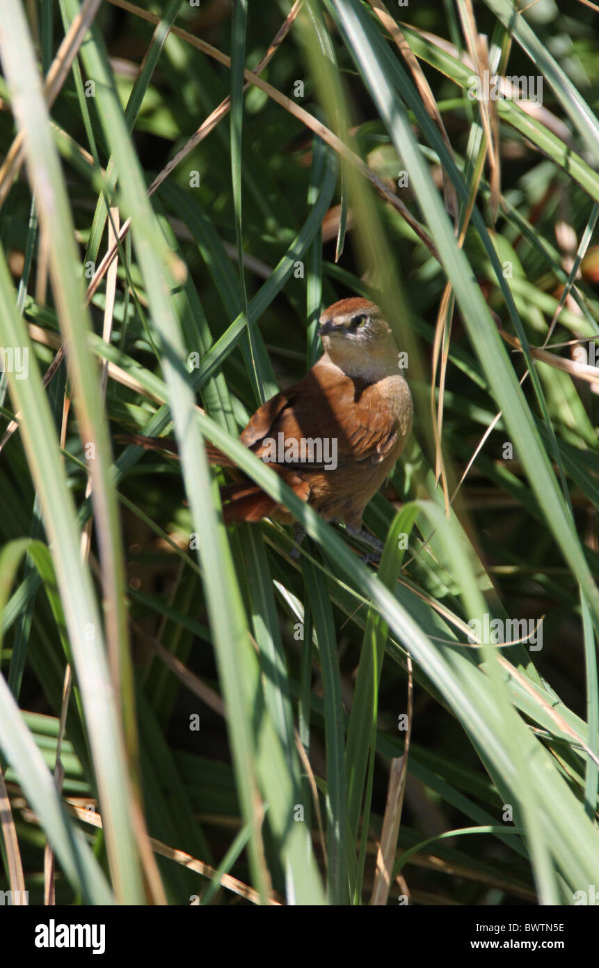Freckle-breasted Thornbird (Phacellodomus striaticollis) adult, perched in reedbed, Buenos Aires Province, Argentina, january Stock Photo