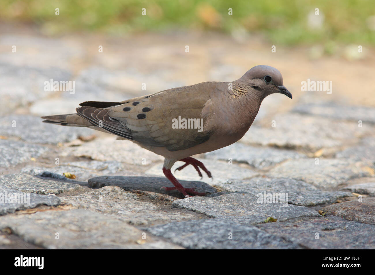 Eared Dove (Zenaida auriculata) adult, walking on cobbled road, Buenos Aires, Argentina, january Stock Photo